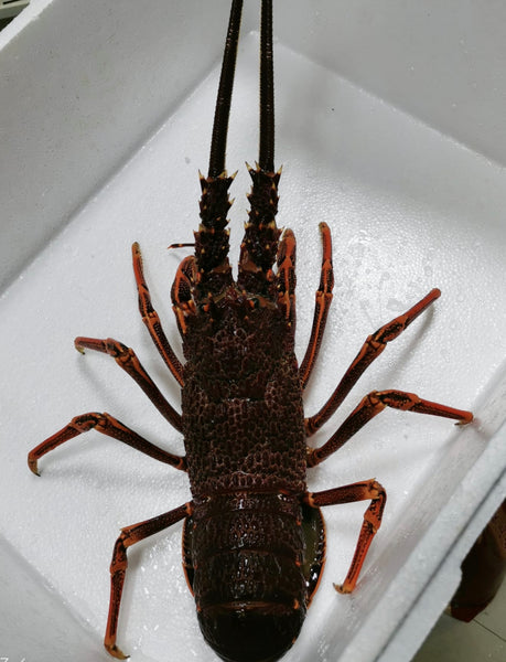 Live Australia Rock Lobster - Evergreen Seafood