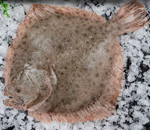 Live Turbot Fish - Evergreen Seafood