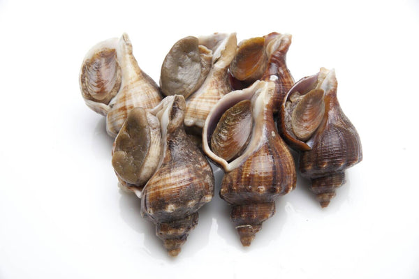 Live Sea Whelk - Evergreen Seafood