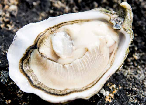 Live Irish Premium Oysters - Evergreen Seafood