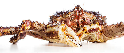 Live Alaskan King Crab - Evergreen Seafood
