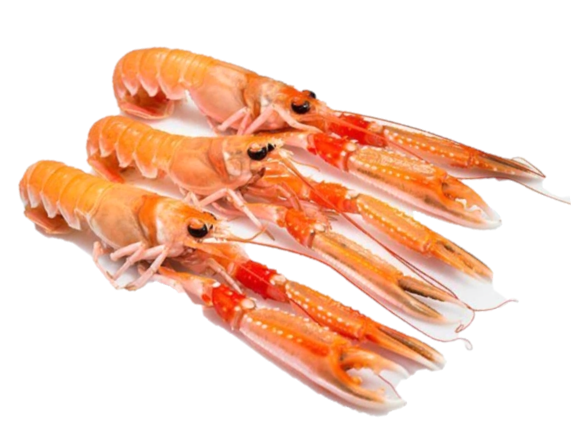 Frozen Whole Langoustine / Scampi - Evergreen Seafood