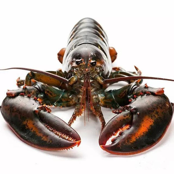Live Boston/Canadian Lobster - Evergreen Seafood