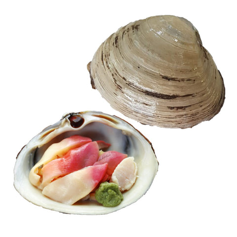 Live Arctic Surf Clam (Hokkigai) - Evergreen Seafood