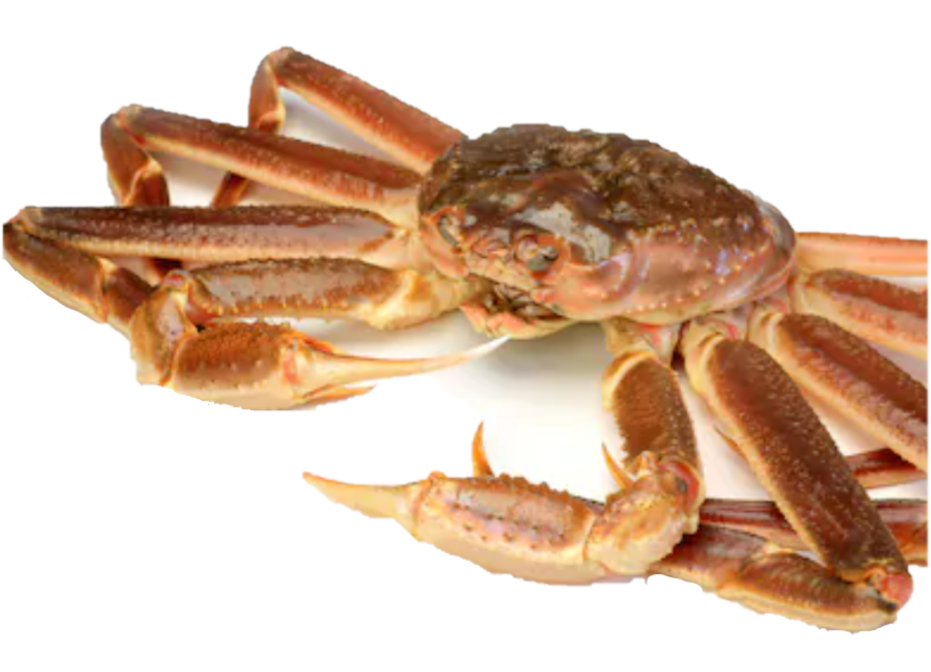 Snow Crab Size The Alaskan King Crab Size Guide Alaskan King Crab