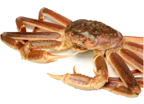 Live Snow Crab - Evergreen Seafood