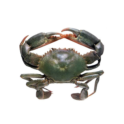 Live Sri Lankan Crab - Evergreen Seafood