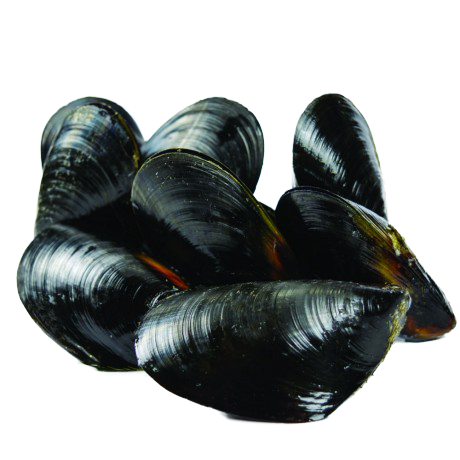 Live Organic Australia Mussels - Evergreen Seafood