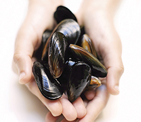 Live Organic Australia Mussels - Evergreen Seafood