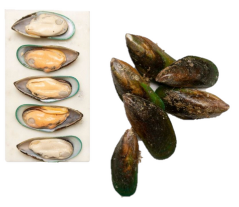 Live New Zealand Greenshell Mussels - Evergreen Seafood