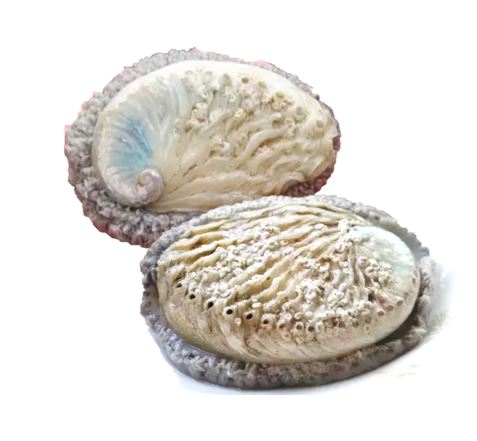 Live South Africa Abalone - Evergreen Seafood