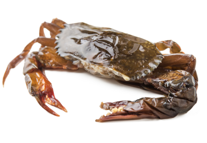 Frozen Softshell Crab - Evergreen Seafood