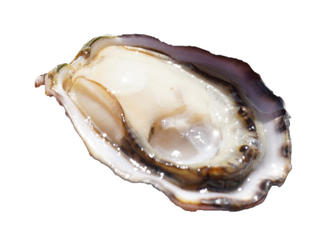 Live Canada Pacific Oysters - Evergreen Seafood